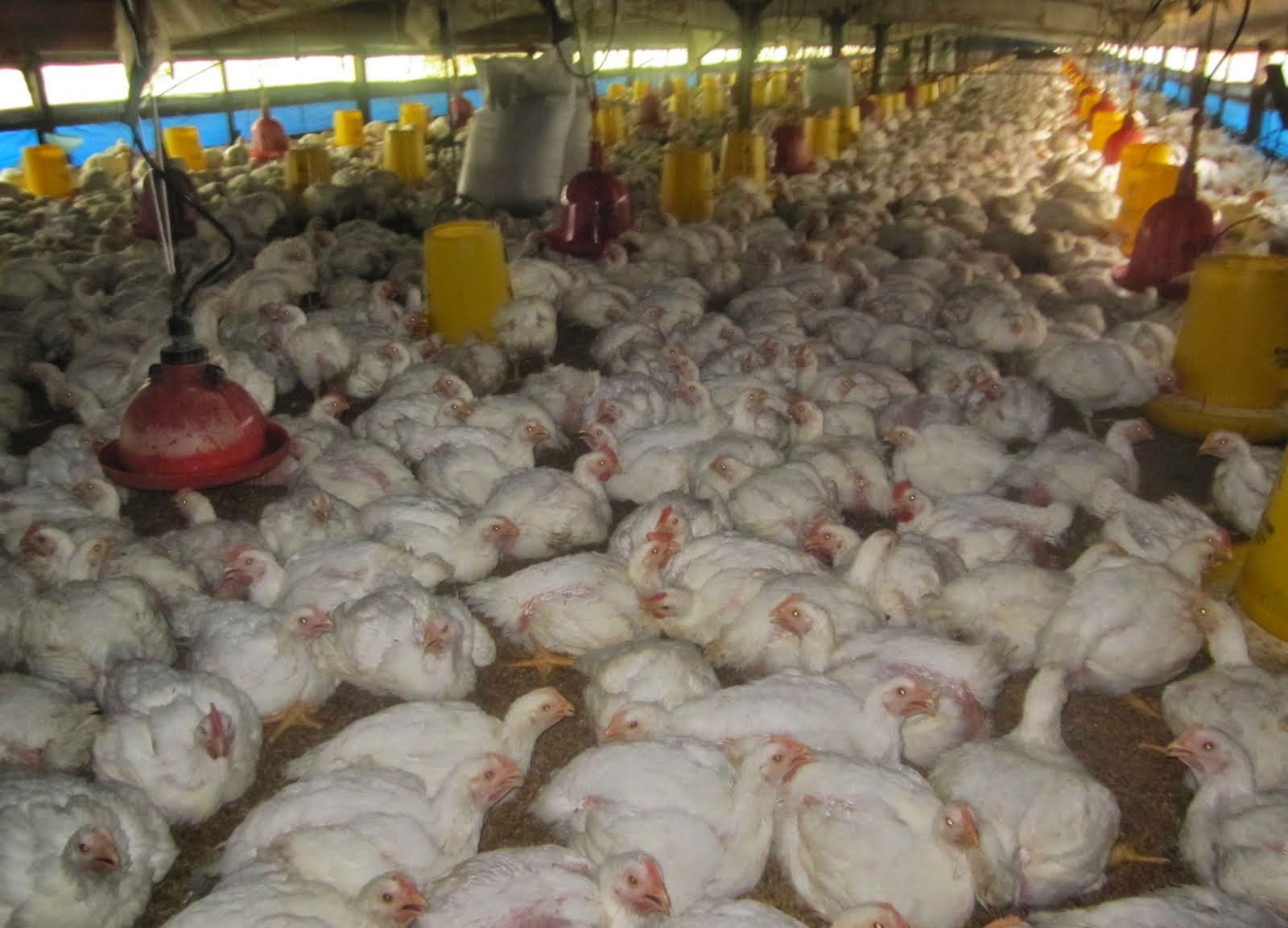 kiat bertahan di bisnis ayam broiler