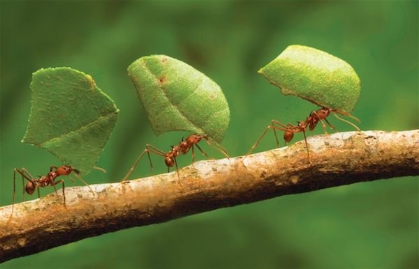 kisah antara semut dan manusia